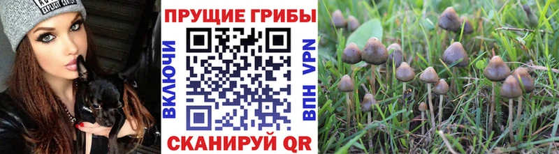 Галлюциногенные грибы MAGIC MUSHROOMS  закладки  Горячеводский 